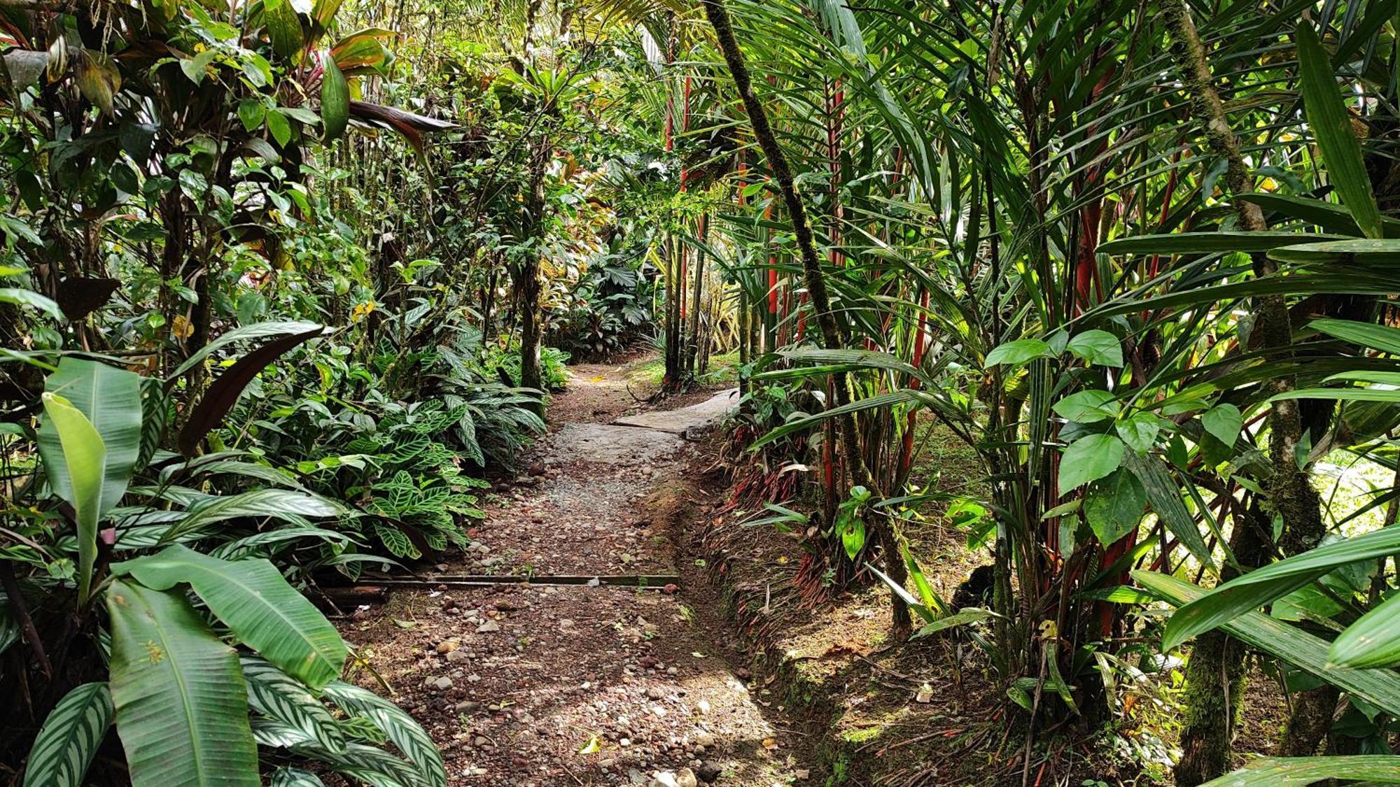 Rio Celeste Nature View Упала Номер фото
